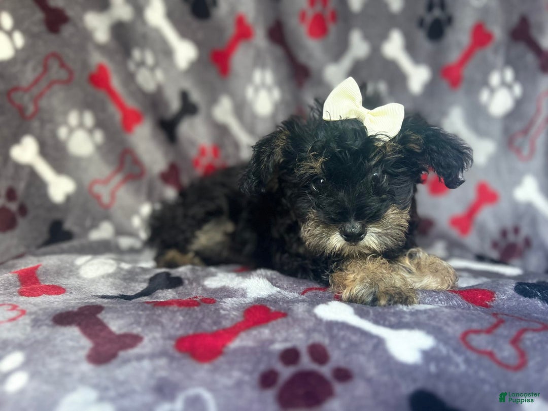 Miniature Schnauzer dogs for sale: Lilo - Image 4