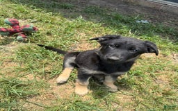 German Shepherd dogs for sale: Bonnie - Image 3