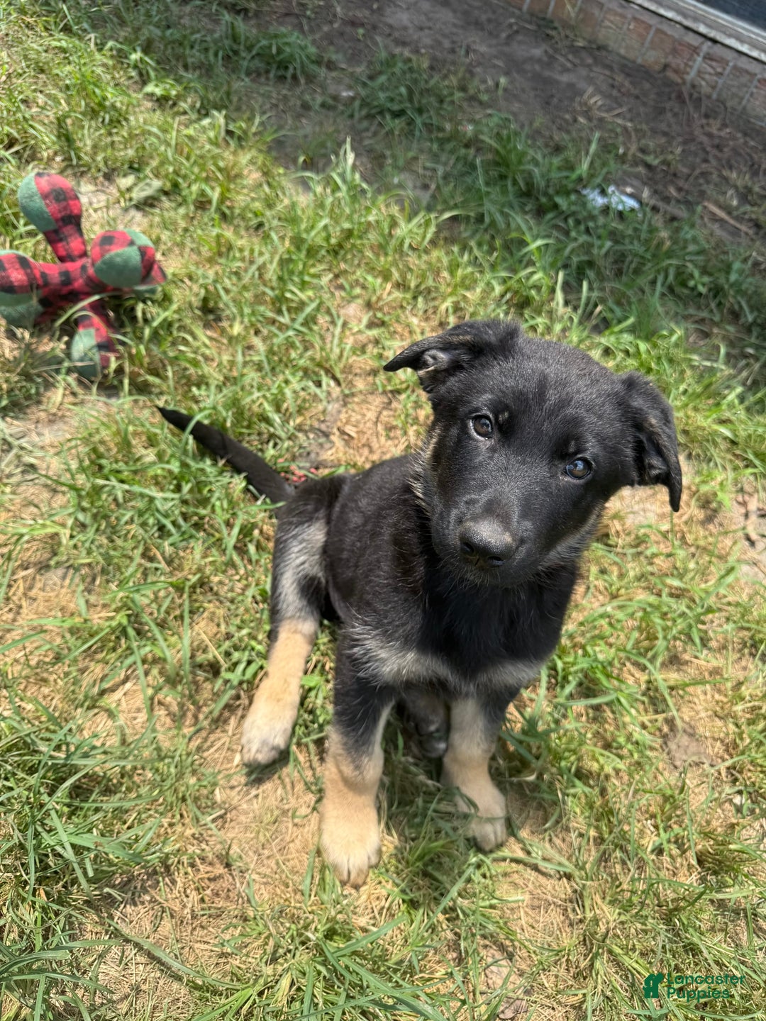 German Shepherd dogs for sale: Bonnie - Image 3