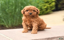 Cockapoo dogs for sale: Magic - Image 2
