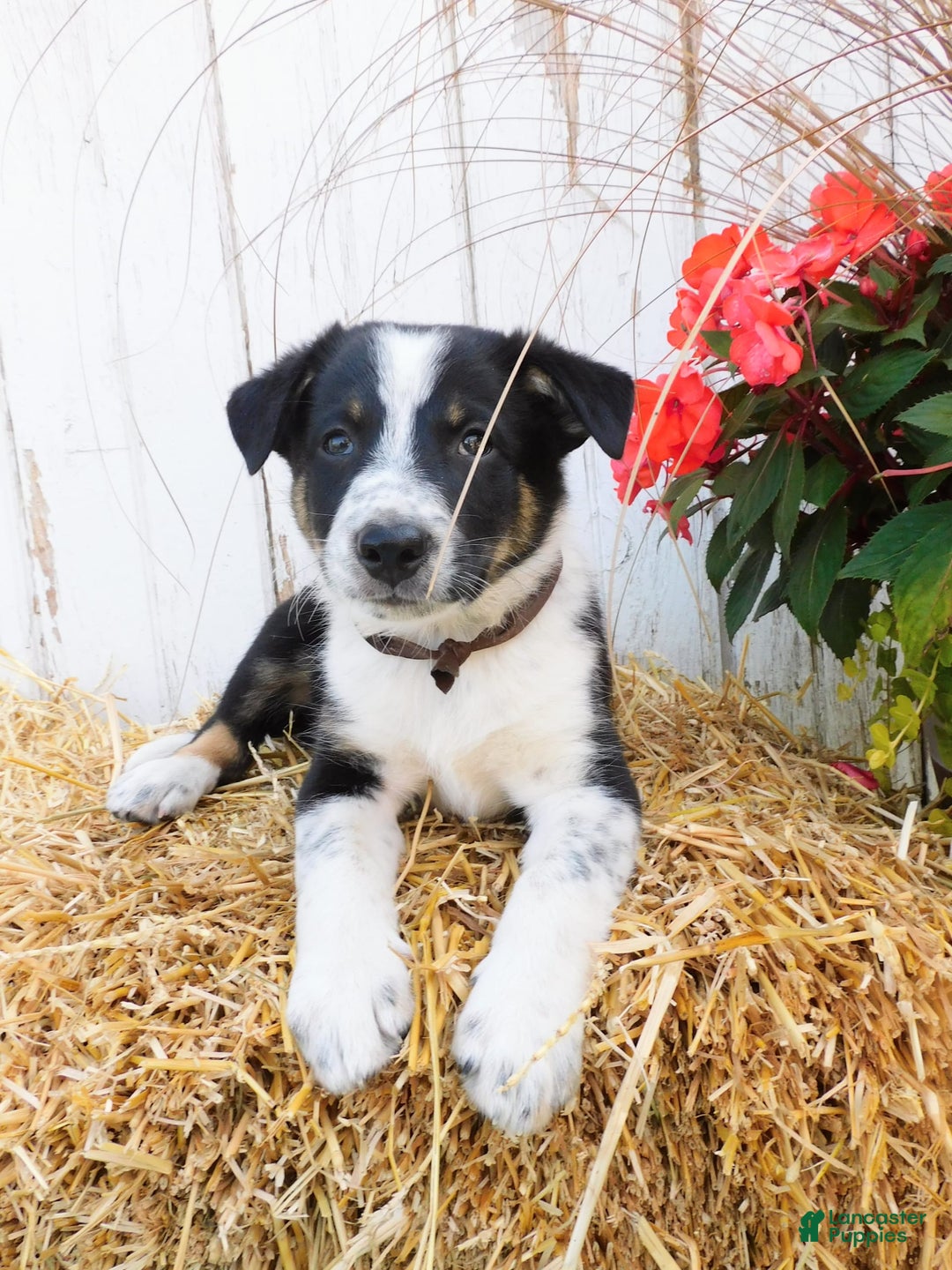 Australian Cattle Dog dogs for sale: Tootsie - Image 2