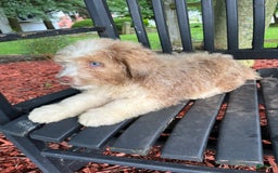 Mini Aussiedoodle dogs for sale: Sunny - Image 12