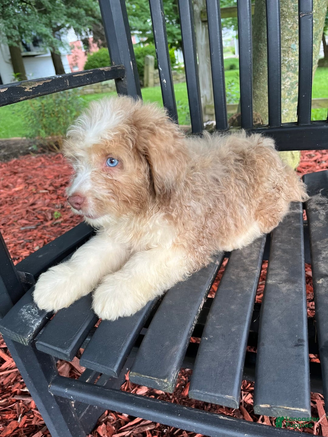 Mini Aussiedoodle dogs for sale: Sunny - Image 12