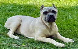 Cane Corso dogs for sale: Georgia - Image 32