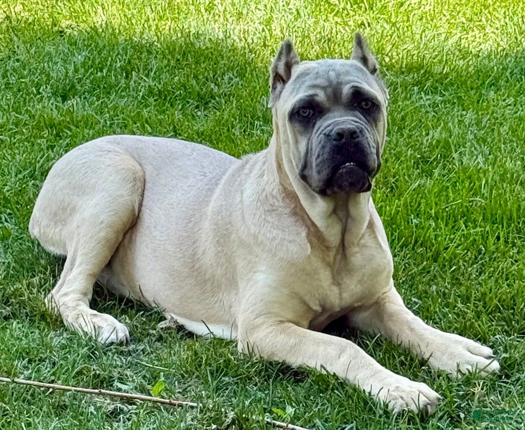 Cane Corso dogs for sale: Georgia - Image 32