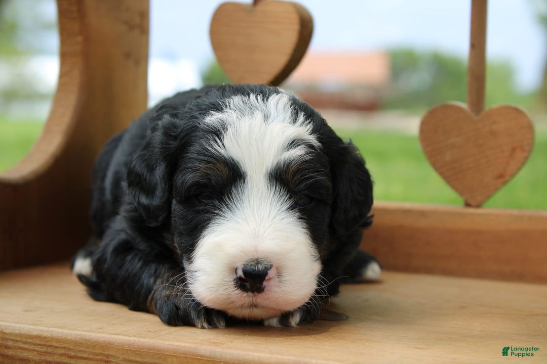 Mini Bernedoodle dogs for sale: Leo - Image 25