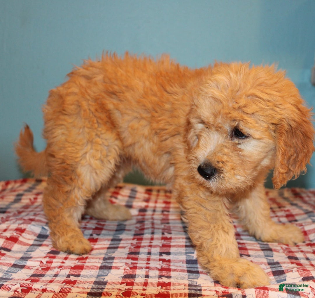  dogs for sale: Mini Goldendoodle 5 puppies - Image 19