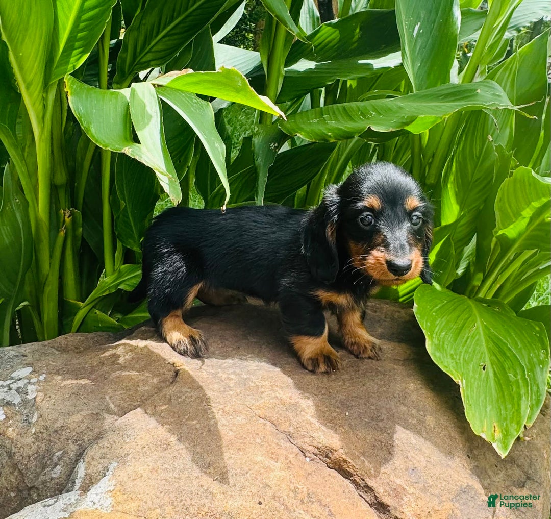 Miniature Dachshund dogs for sale: Piper - Image 4