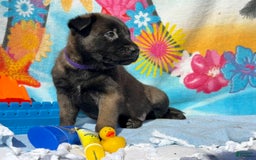 Belgian Malinois dogs for sale: Belgian Malinois Female - Image 10