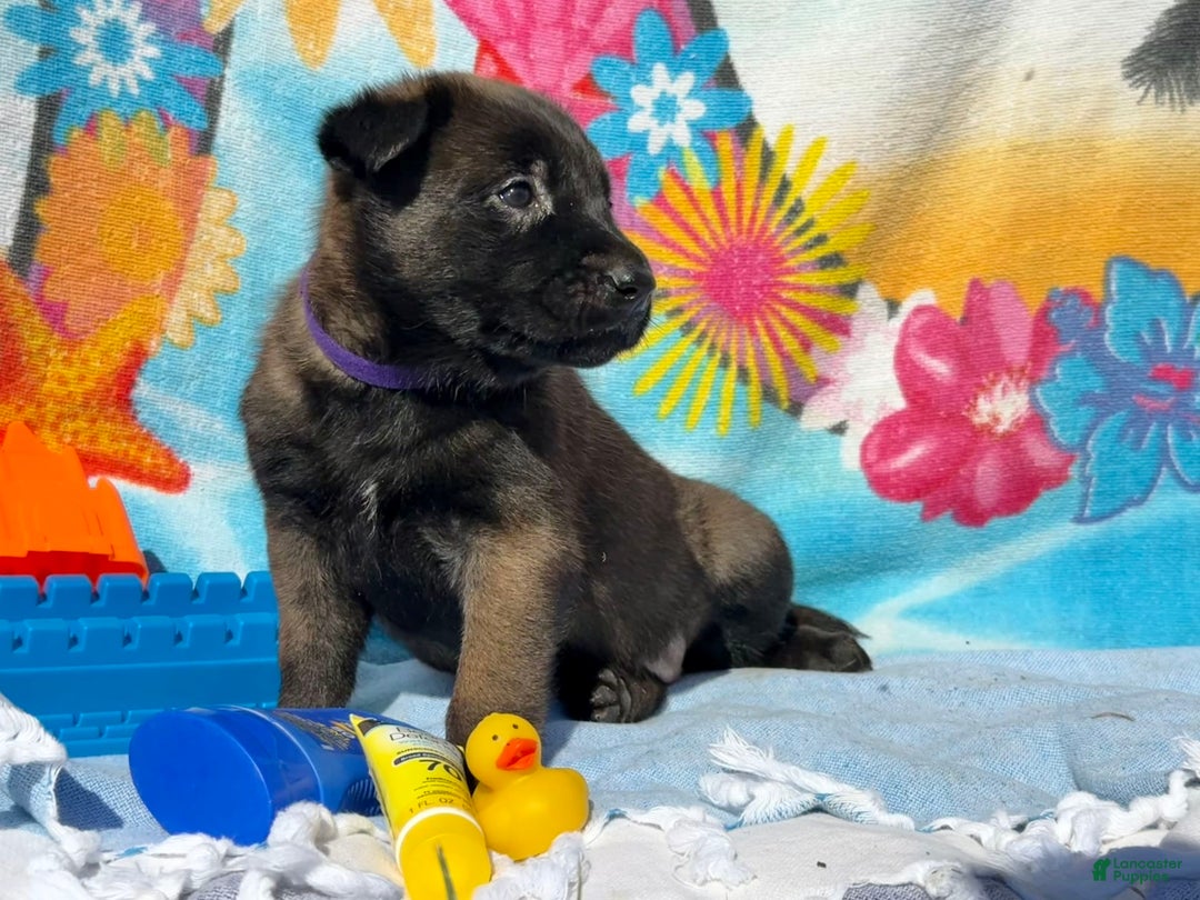 Belgian Malinois dogs for sale: Belgian Malinois Female - Image 10