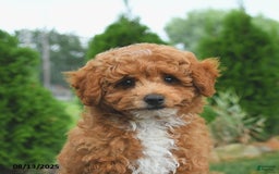 Bichpoo dogs for sale: Apollo - Image 2