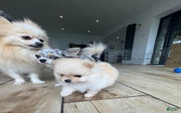 Pomeranian dogs for sale: Bunny - Image 10