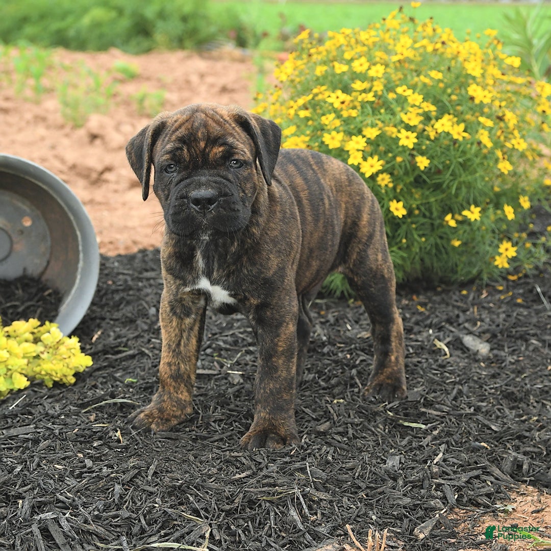 Cane Corso dogs for sale: Inky - Image 1