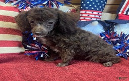 Toy Poodle dogs for sale: Max - Image 6