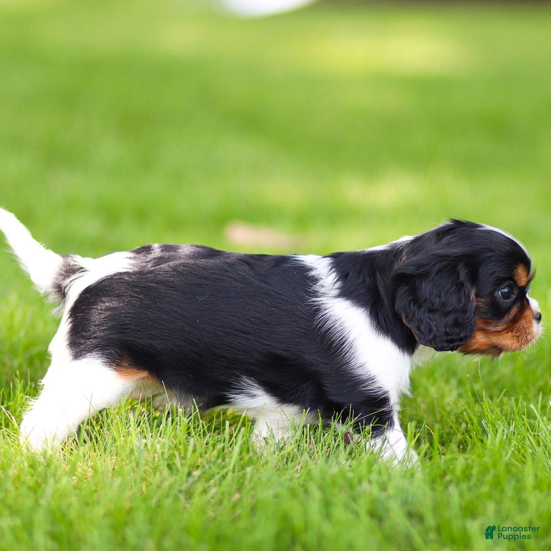 Cavalier King Charles Spaniel dogs for sale: Bailey - Image 13
