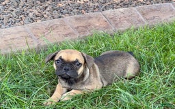 French Bulldog dogs for sale: Candice - Image 8