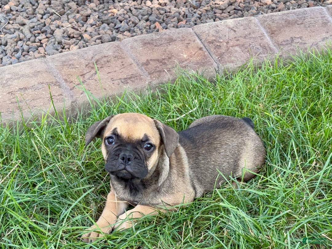 French Bulldog dogs for sale: Candice - Image 8