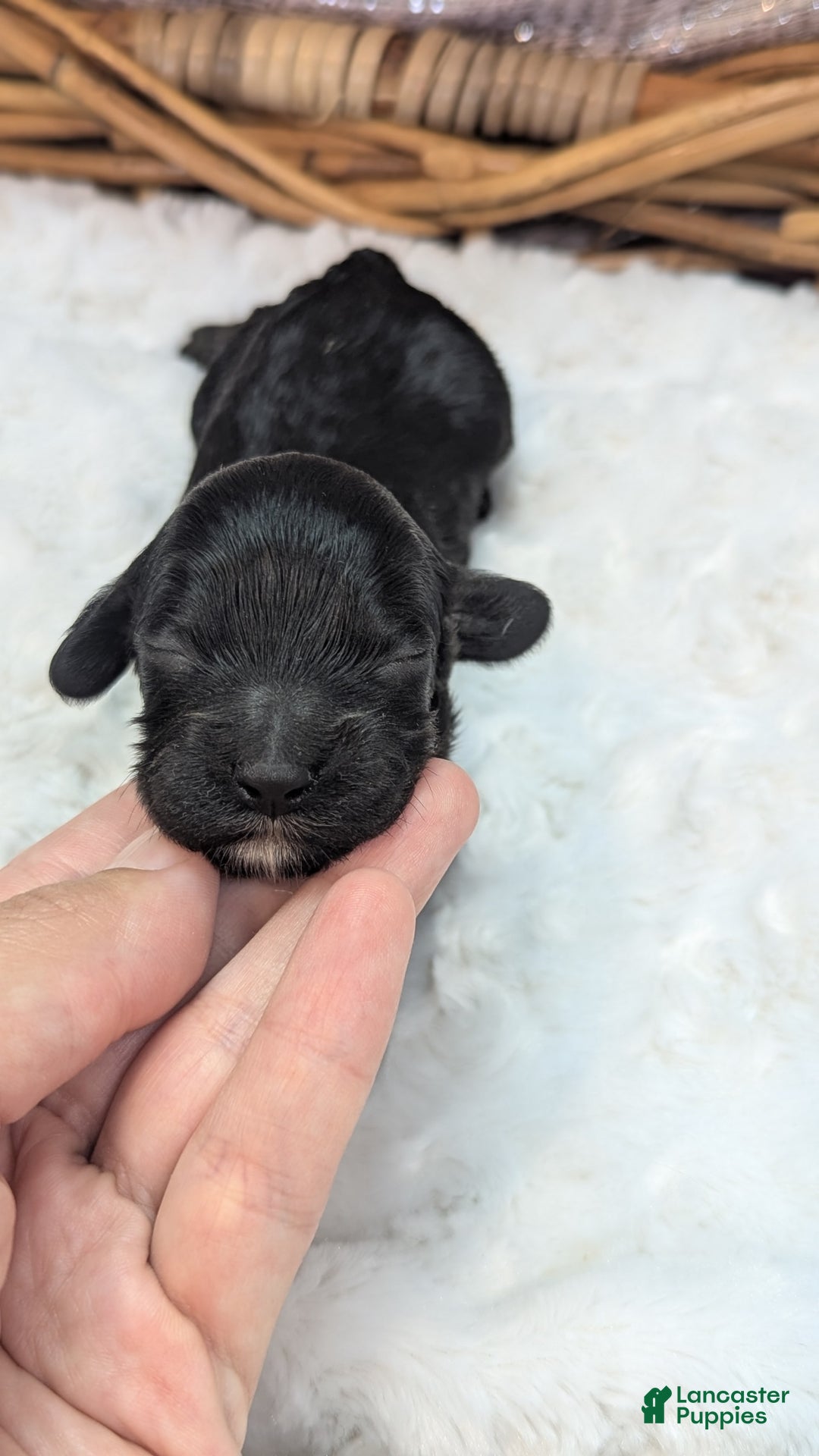 Cockapoo dogs for sale: Emily - Image 20