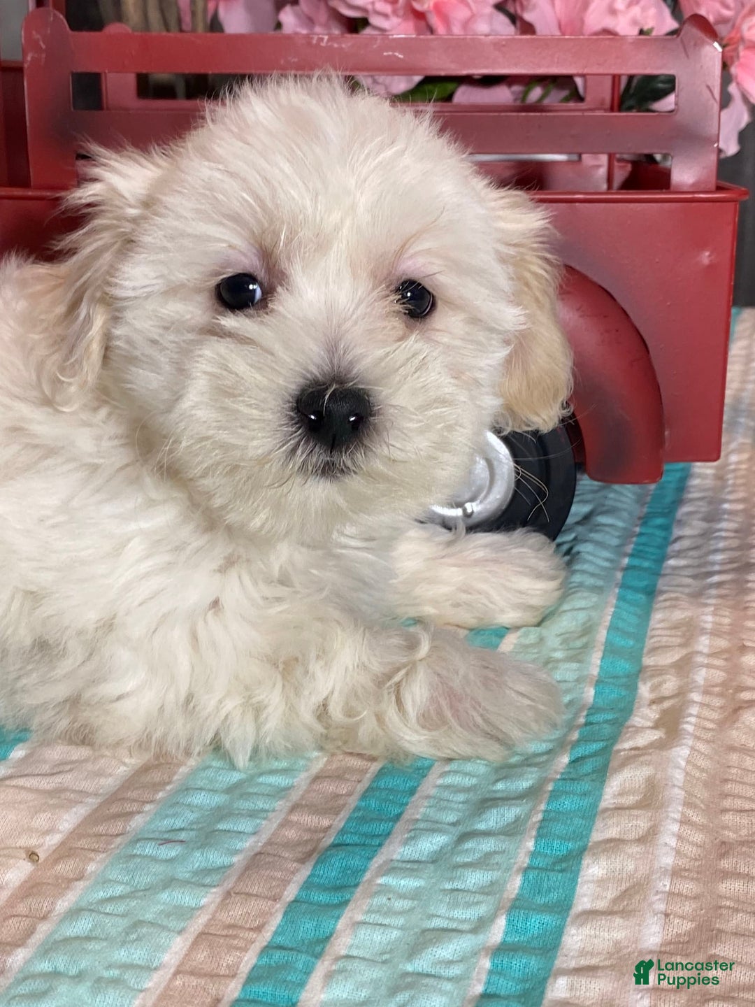 Havanese dogs for sale: Hannah - Image 4