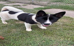 Akita dogs for sale: Baby - Image 2