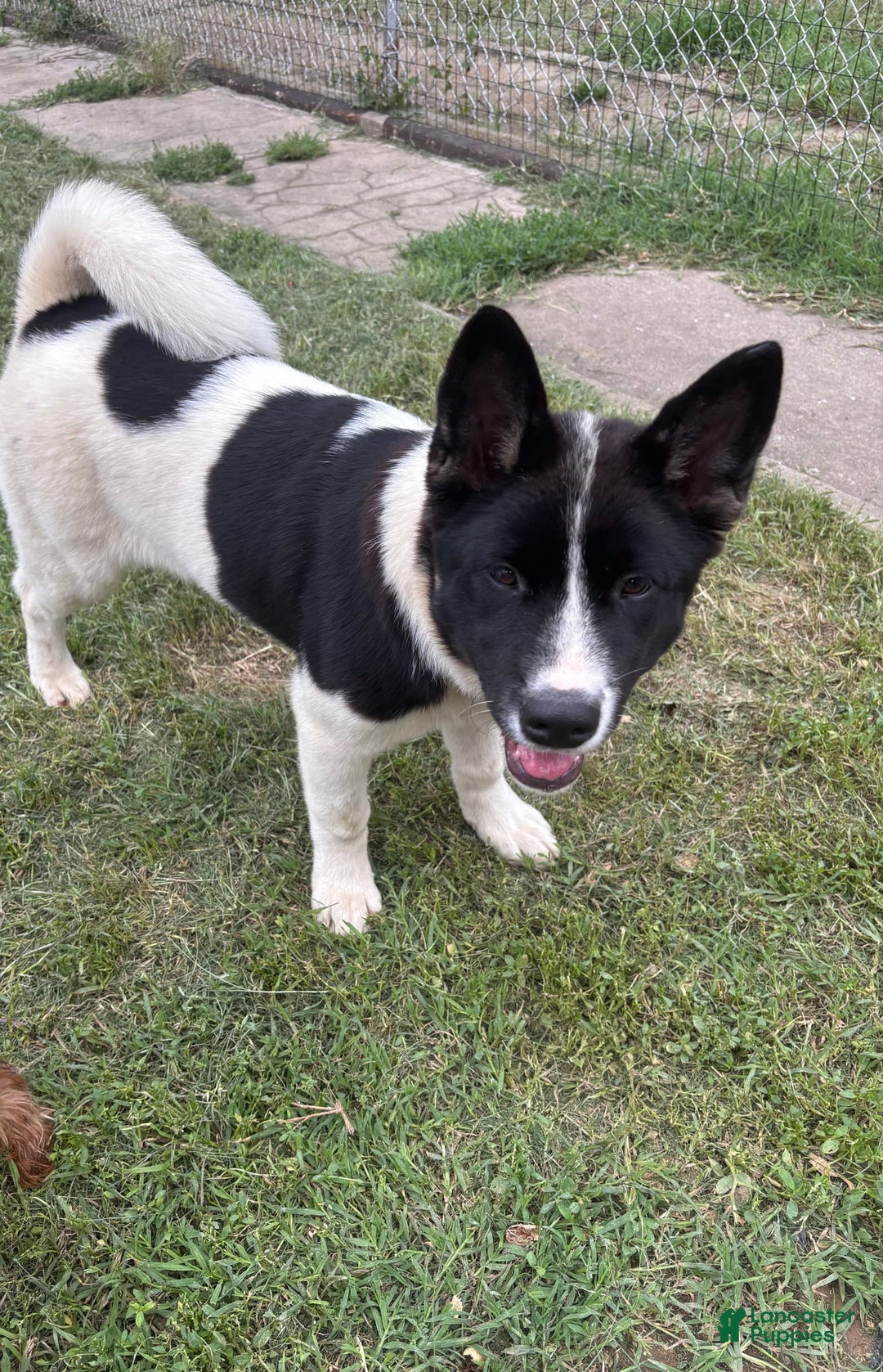 Akita dogs for sale: Baby - Image 2