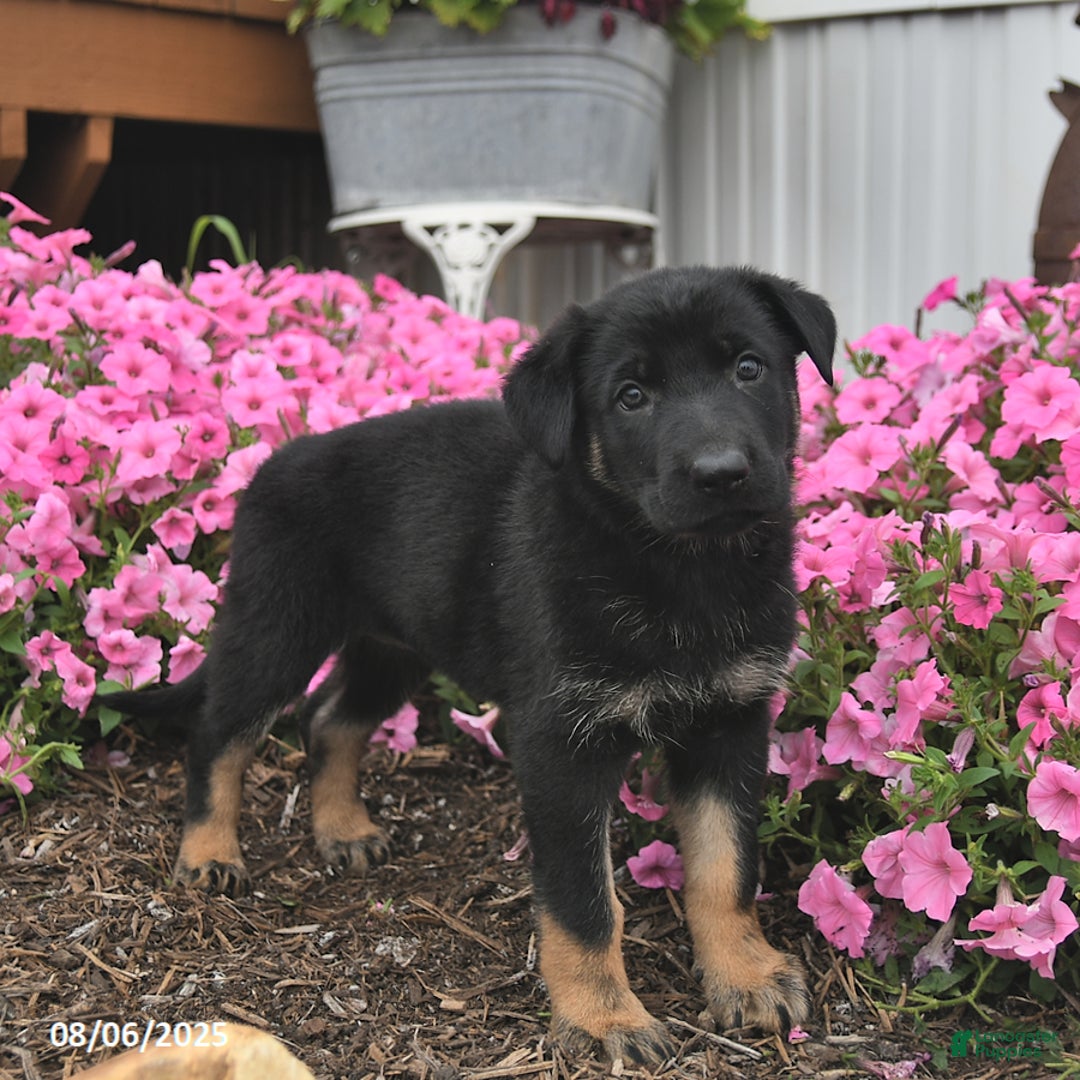 German Shepherd dogs for sale: Jinger - Image 5