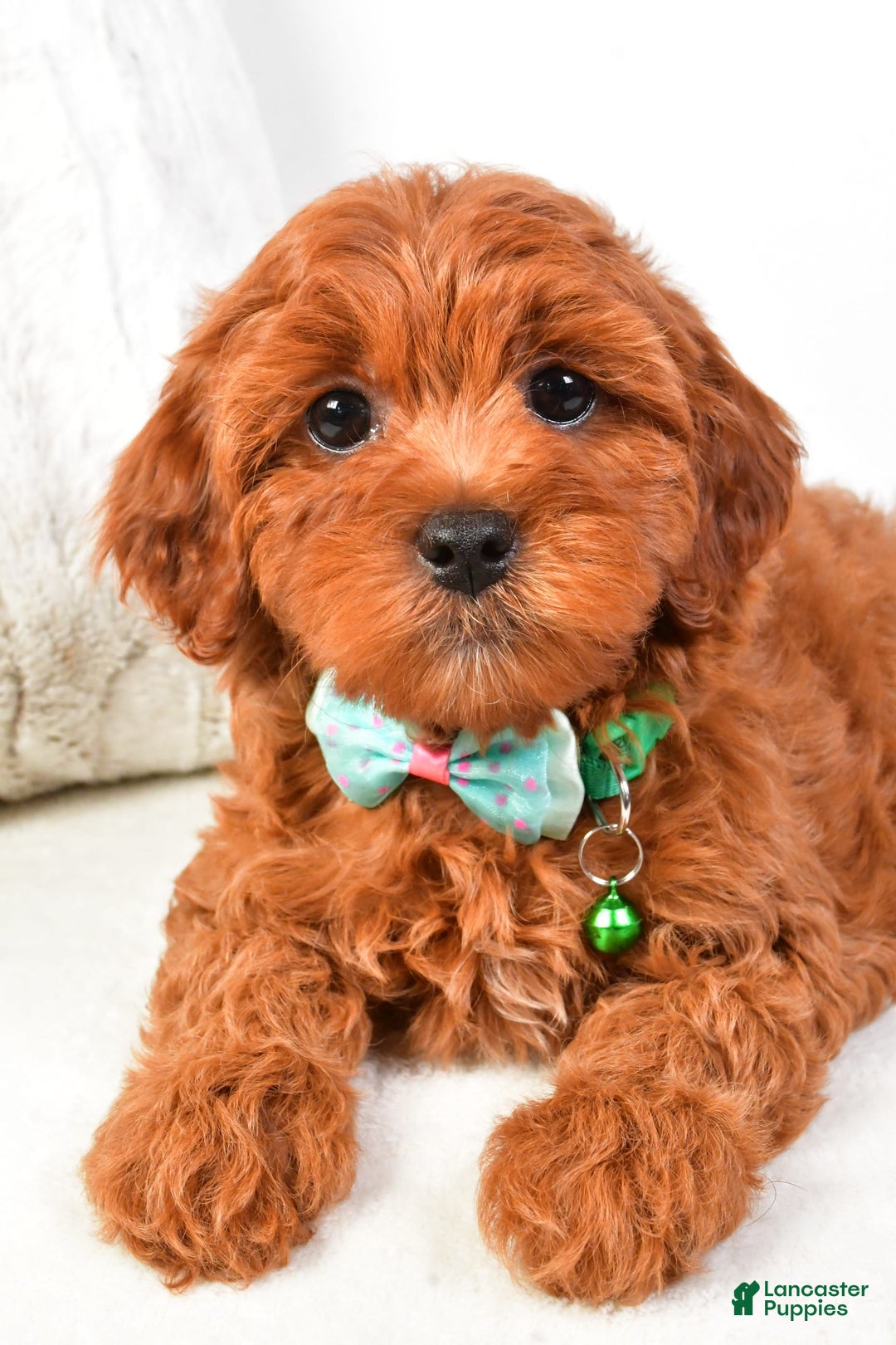 Cavapoo dogs for sale: Valerie - Image 5
