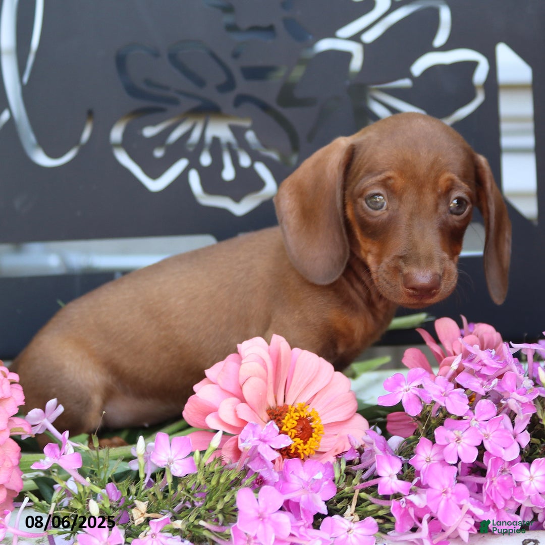 Miniature Dachshund dogs for sale: Gracie - Image 3