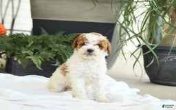 Mini Goldendoodle dogs for sale: Ginger - Image 14