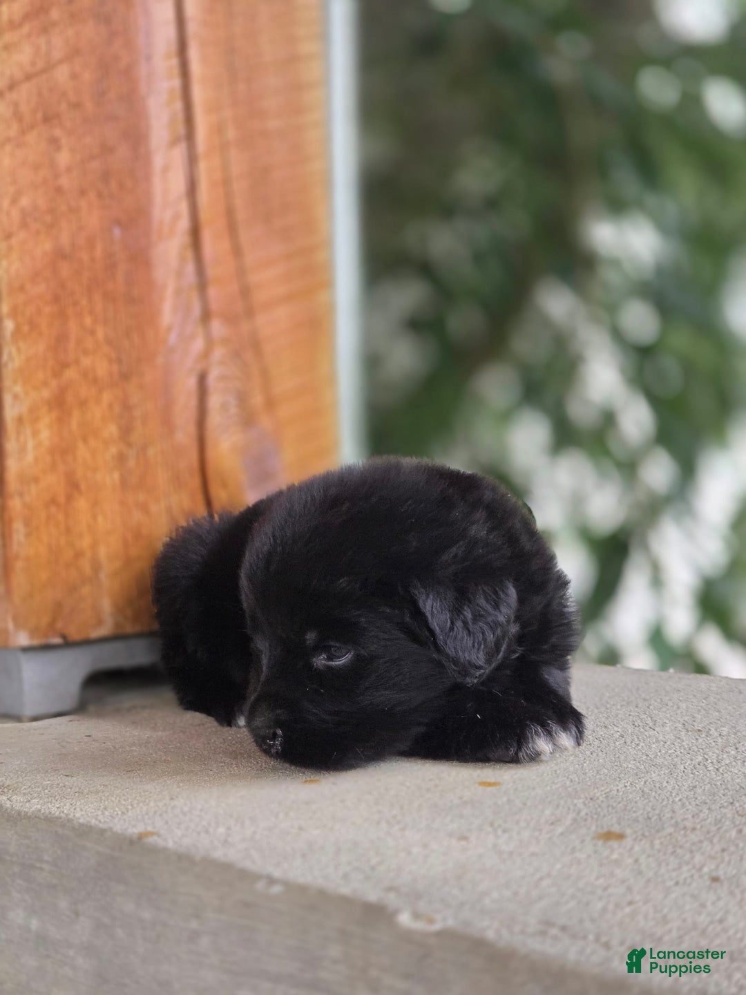 Newfoundland dogs for sale: Pixie - Image 5