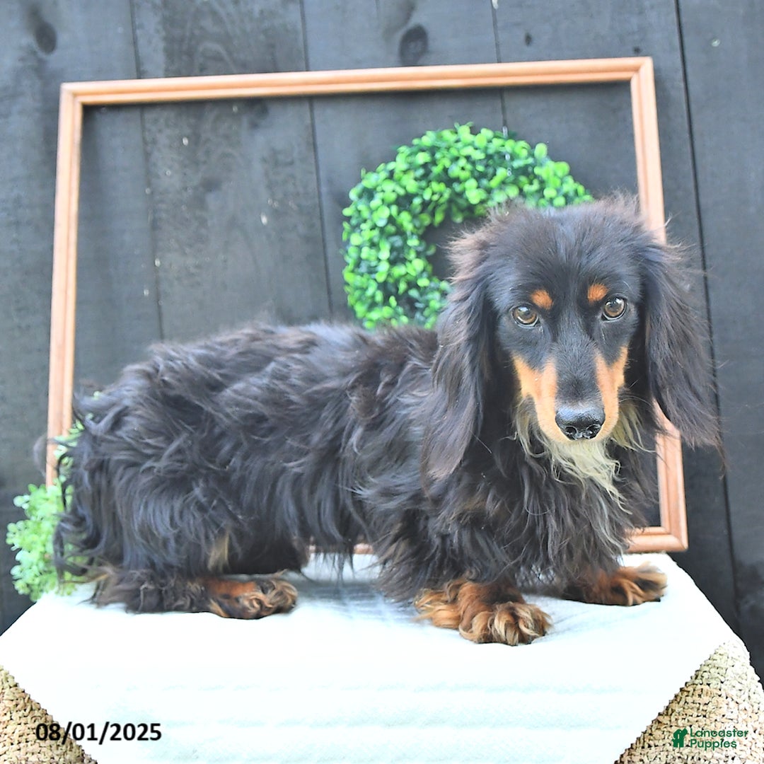 Dachshund dogs for sale: Benson - Image 7