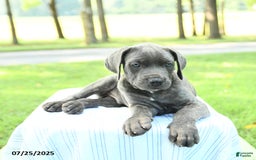 Cane Corso dogs for sale: Drake - Image 2
