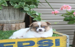 Pomeranian dogs for sale: Celia - Image 10
