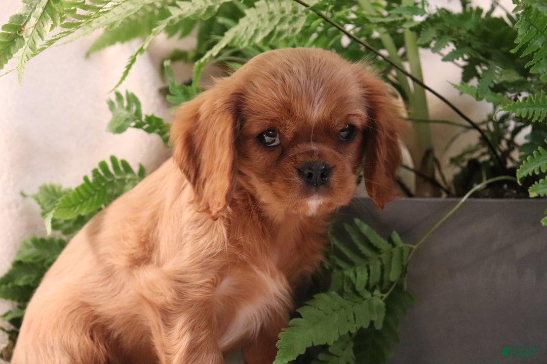 Cavalier King Charles Spaniel dogs for sale: Miles - Image 8