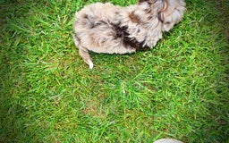 Havapoo dogs for sale: Darling - Image 15