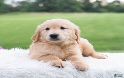 Golden Retriever dogs for sale: Rhette - Image 3