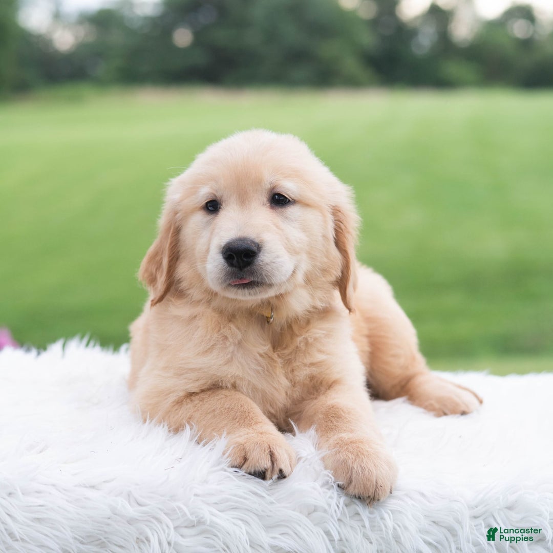 Golden Retriever dogs for sale: Rhette - Image 3