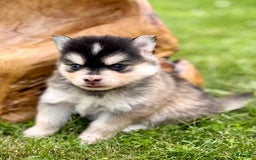 Pomsky dogs for sale: Selene - Image 15