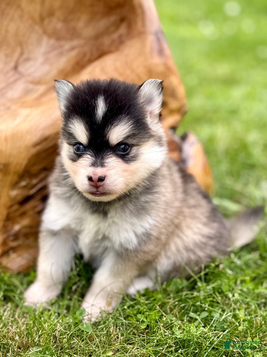 Pomsky dogs for sale: Selene - Image 15