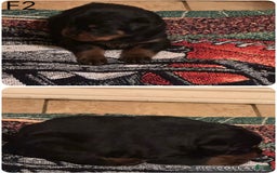 Rottweiler dogs for sale: F4 - Image 8
