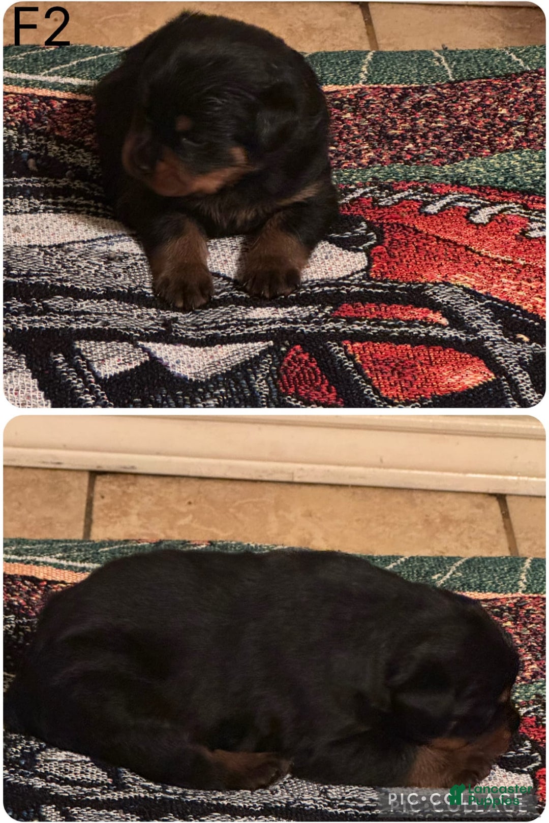 Rottweiler dogs for sale: F4 - Image 8