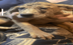 Great Dane dogs for sale: Lilly - Image 1