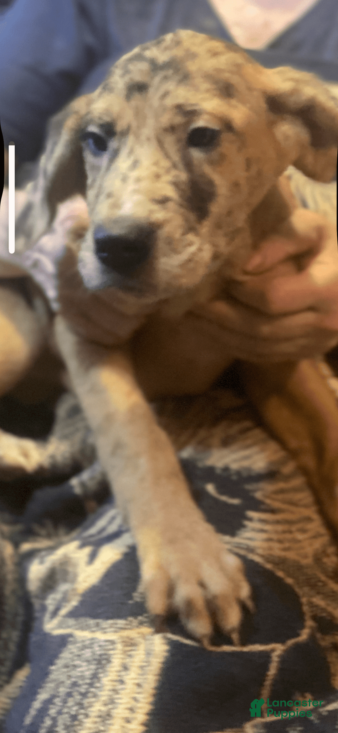 Great Dane dogs for sale: Lilly - Image 1
