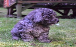 Cavapoo dogs for sale: Murphy - Image 9