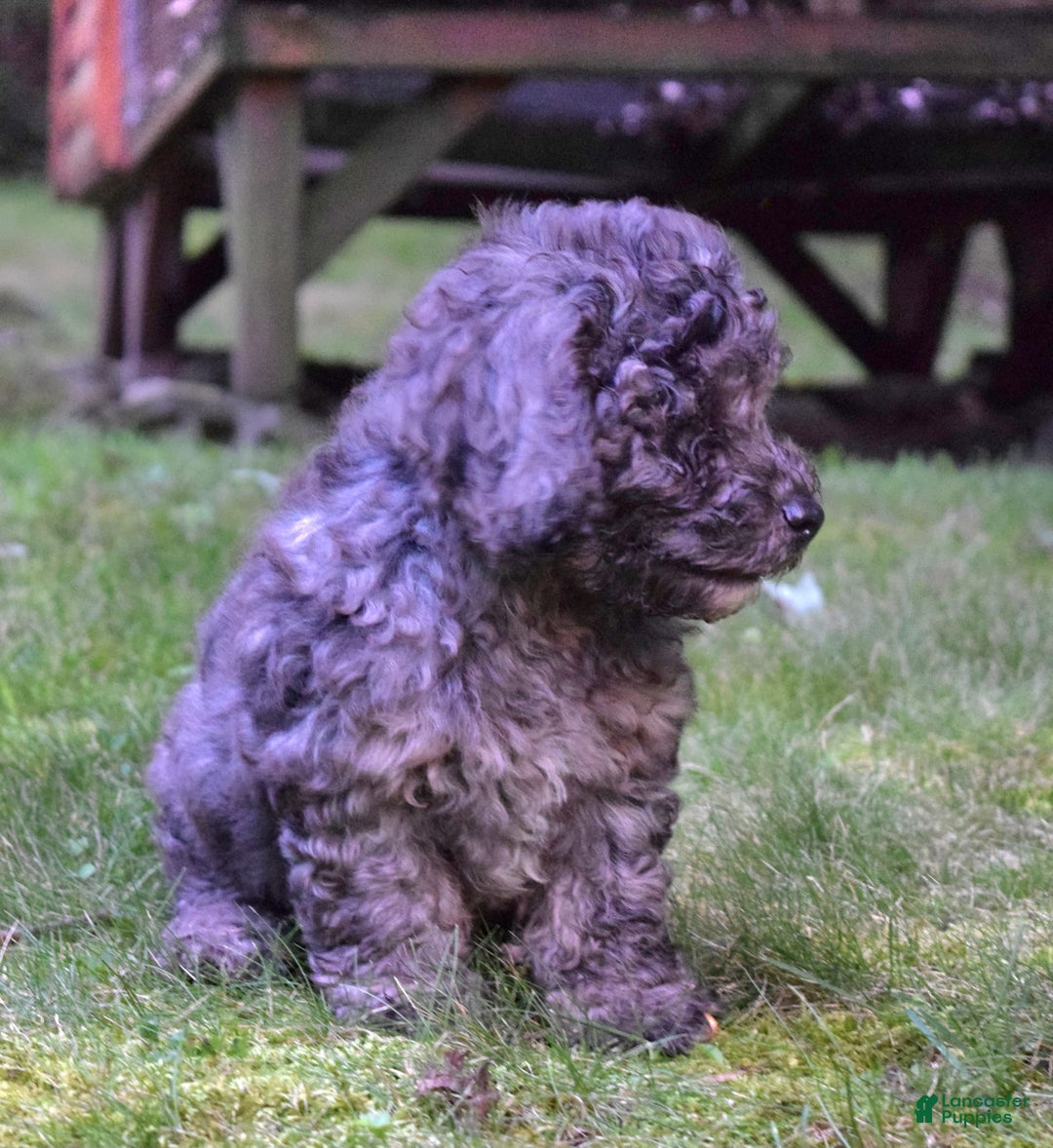 Cavapoo dogs for sale: Murphy - Image 9