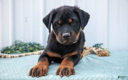 Rottweiler dogs for sale: Rottweiler 7 puppies - Image 9