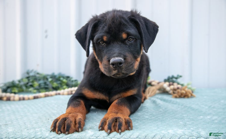 Rottweiler dogs for sale - Ad 1