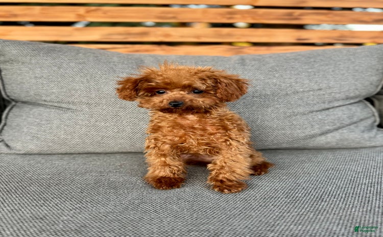 Toy Poodle dogs for sale - Ad 1