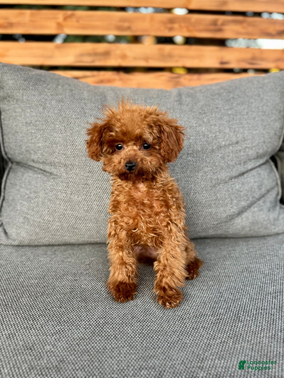 Toy Poodle dogs for sale: Premium Teacup Female - Image 1
