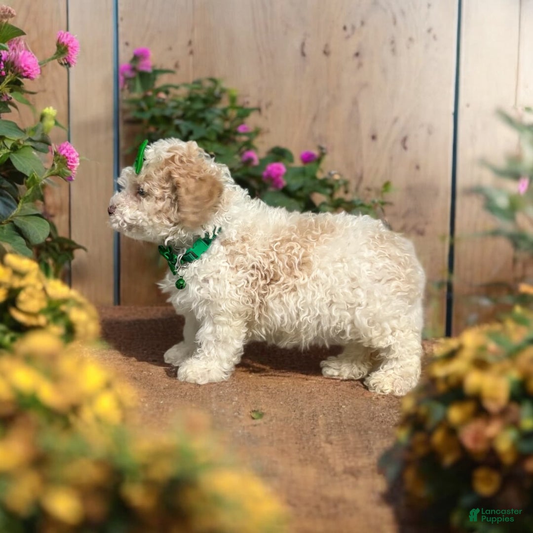 Cavapoo dogs for sale: Biscotti - Image 12